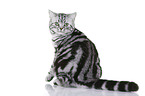 sitting British Shorthair