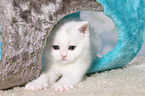 British Shorthair Kitten