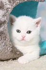 British Shorthair Kitten