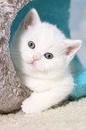 British Shorthair Kitten