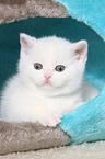British Shorthair Kitten