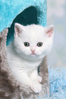 British Shorthair Kitten