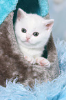 British Shorthair Kitten