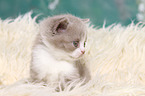 British Shorthair Kitten