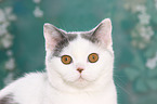 young British Shorthair