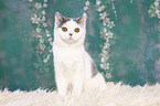 young British Shorthair