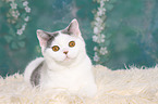 young British Shorthair