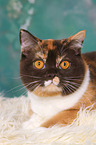 lying British Shorthair