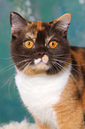 British Shorthair Portrait