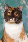 British Shorthair Portrait