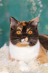 lying British Shorthair