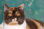 British Shorthair Portrait