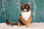 sitting British Shorthair