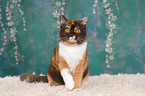 sitting British Shorthair