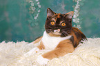 lying British Shorthair