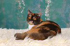 lying British Shorthair