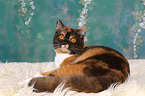 lying British Shorthair