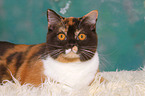 lying British Shorthair