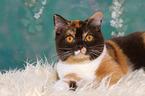 lying British Shorthair