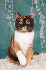 sitting British Shorthair