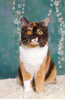 sitting British Shorthair