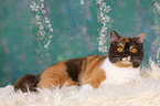 lying British Shorthair