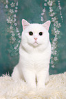 sitting British Shorthair