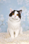 sitting British Shorthair
