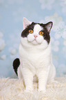 sitting British Shorthair