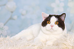 lying British Shorthair