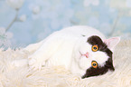 lying British Shorthair