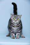 young British Shorthair