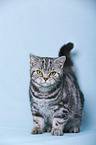 young British Shorthair