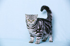 young British Shorthair