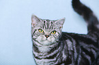 young British Shorthair