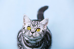 young British Shorthair