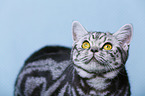young British Shorthair