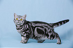 young British Shorthair