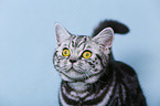 young British Shorthair