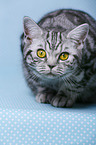 young British Shorthair