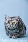 young British Shorthair