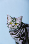 young British Shorthair