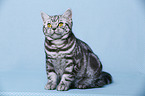 young British Shorthair