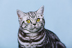 young British Shorthair