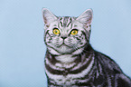 young British Shorthair