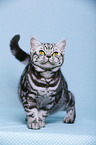 young British Shorthair
