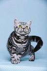 young British Shorthair