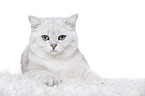 lying British Shorthair