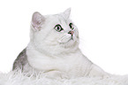 lying British Shorthair