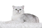 lying British Shorthair